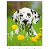 Helma 365 Kalpa Wall Calendar 2023 Puppies 24 x 33 cm Helma 365 Kalpa Wall Calendar 2023 Puppies 24 x 33 cm