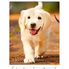Helma 365 Kalpa Wall Calendar 2023 Puppies 24 x 33 cm Helma 365 Kalpa Wall Calendar 2023 Puppies 24 x 33 cm