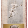 Dreamnotes notitieboek Mijn Victoria: witte Orchidee 9 x 14 cm. Dreamnotes notitieboek Mijn Victoria: witte Orchidee 9 x 14 cm.