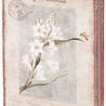 Dreamnotes notitieboek Mijn Victoria: witte Orchidee 9 x 14 cm. Dreamnotes notitieboek Mijn Victoria: witte Orchidee 9 x 14 cm.