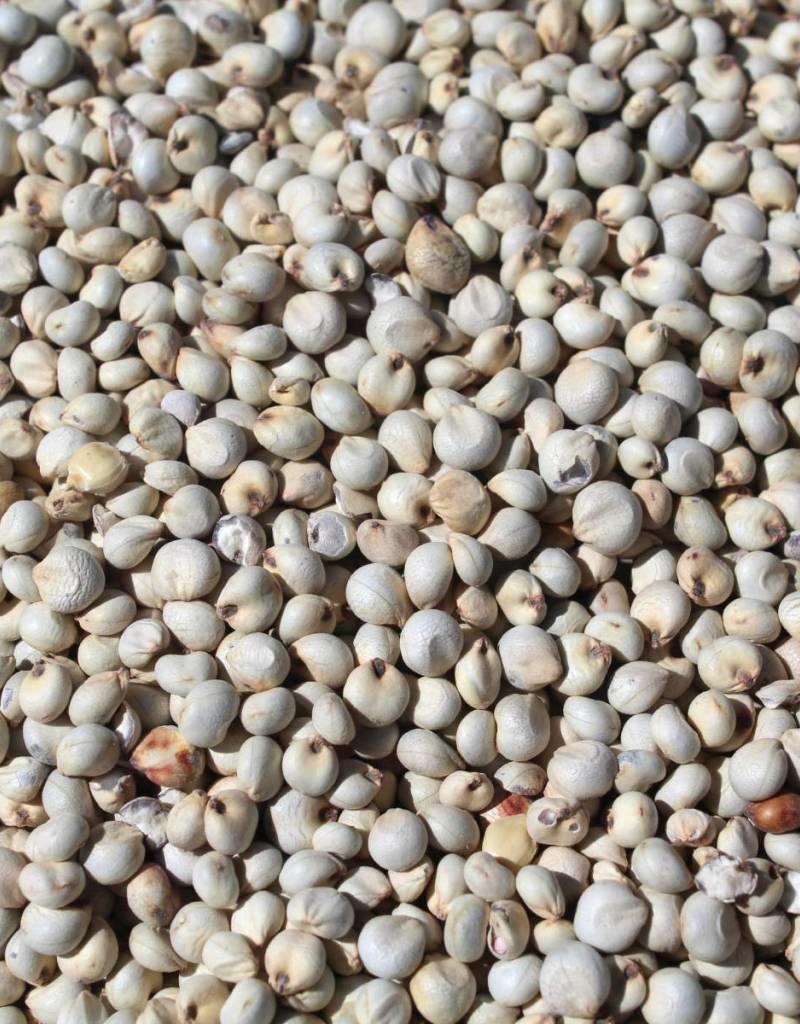 BFM Baits BFM Baits - Dari Wit - Ongekookt | gedroogd