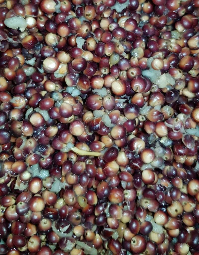 BFM Baits BFM Baits - Dari Wit - Ongekookt | gedroogd