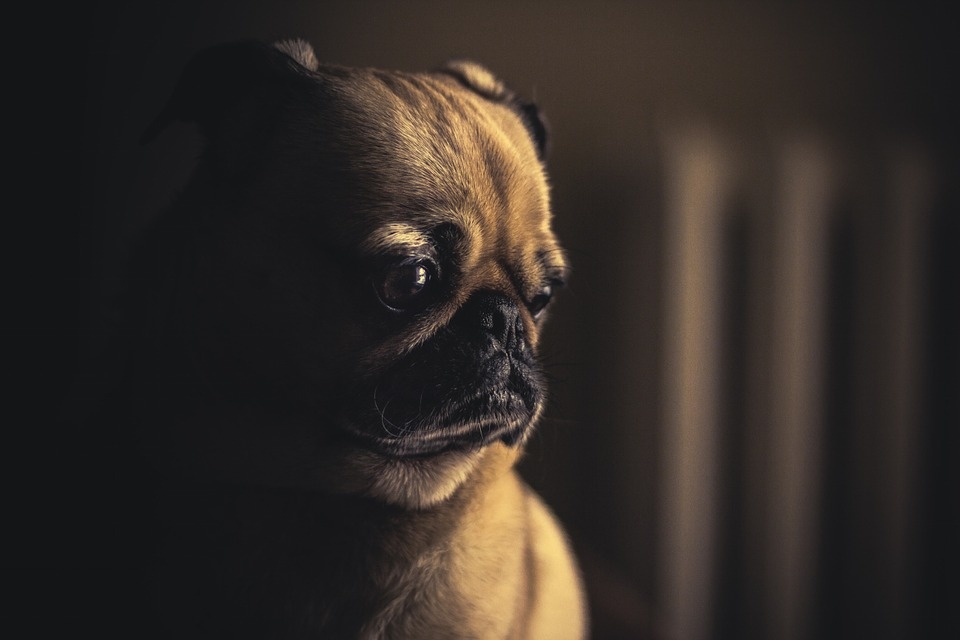 Foute puppyhandel