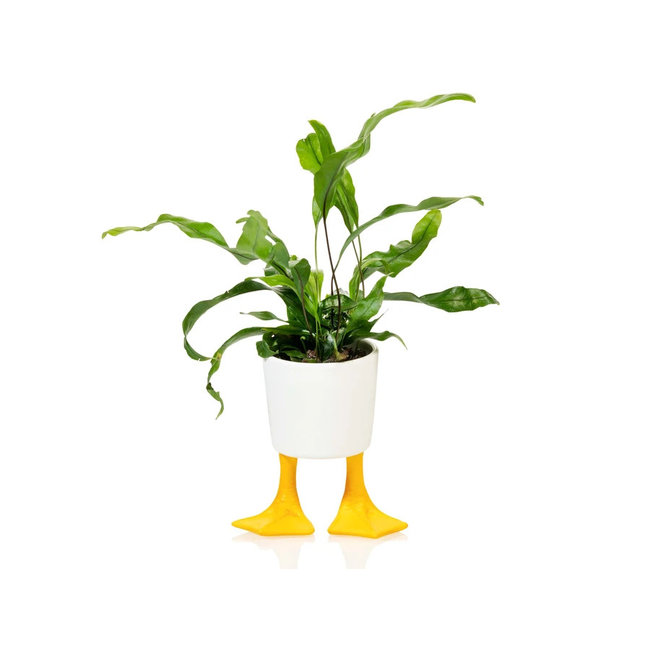Bitten - Planter Duck Feet  - small - porcelain