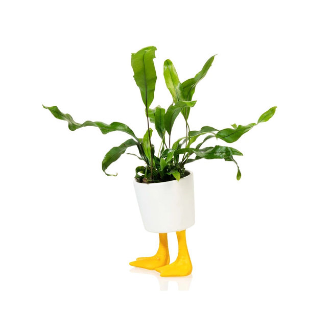 Bitten - Planter Duck Feet  - small - porcelain