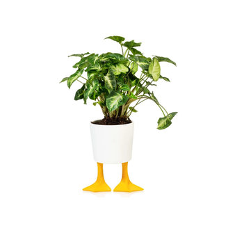 Bitten Planter Duck Feet - small - large