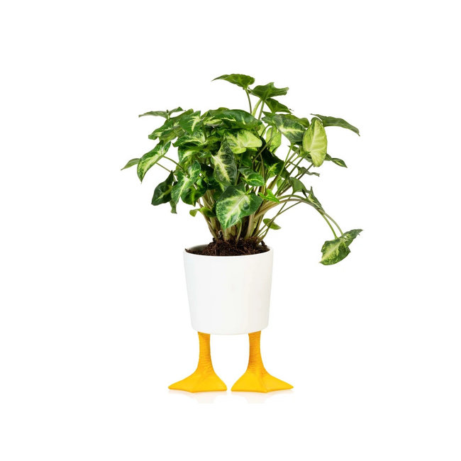 Bitten - Planter Duck Feet  - porcelain - large