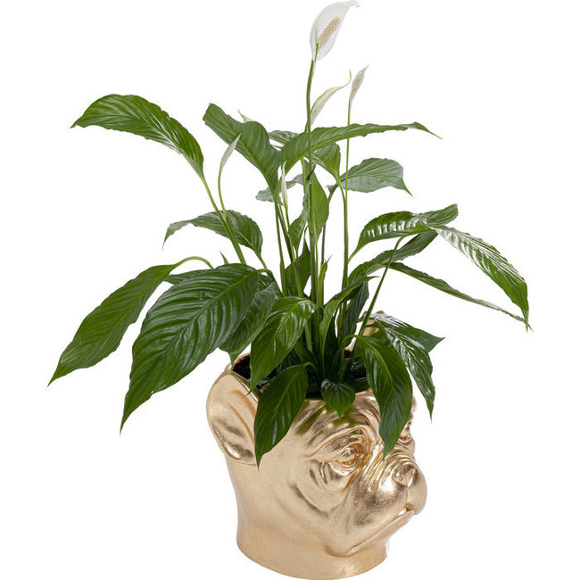 Karé Design - XL Planter Bulldog - gold
