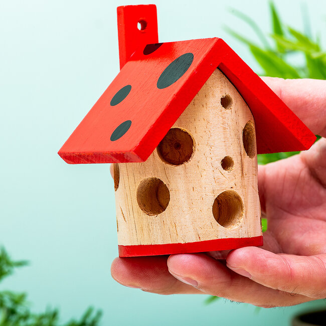 Kikkerland - Ladybug House