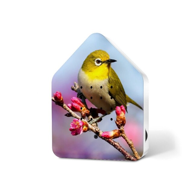 Relaxound Twitter Box Motion Detector - Limited Edition Silvereye Print