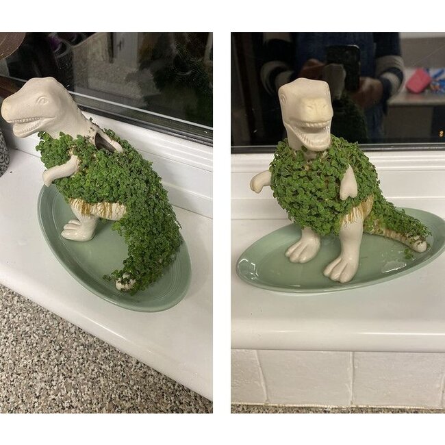 Gift Republic - Pflanztopf Chia-Saurus Rex - Anzuchtset mit Chiasamen