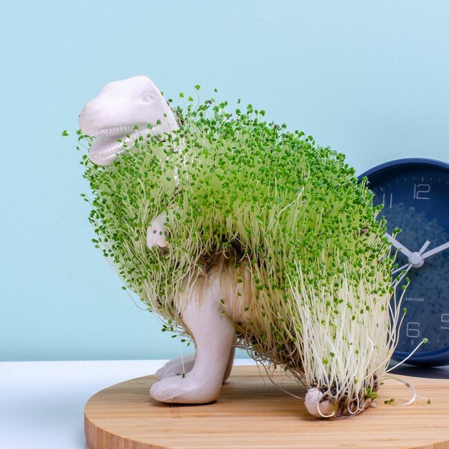 Gift Republic - Pflanztopf Chia-Saurus Rex - Anzuchtset mit Chiasamen