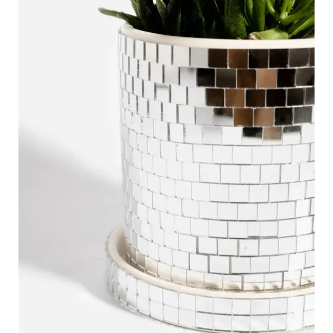 L'expressionist - Pot de Fleur Disco