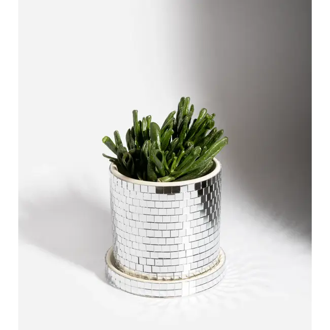 L'expressionist Pot de Fleur Disco