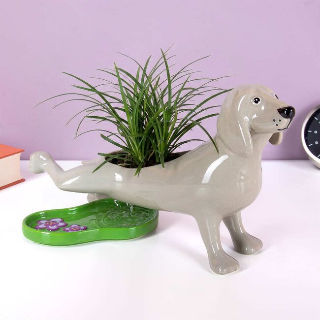 Bitten - Flowerpot Pee Dog - Peeing Dog