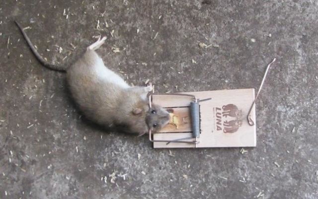 Rat in de rattenval-de klassieke rattenklem