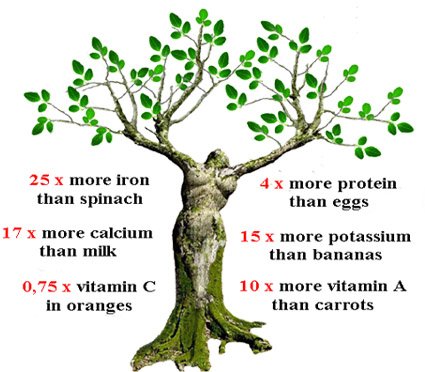 Moringa