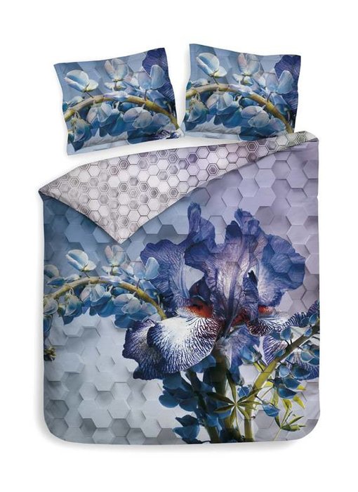 Heckettlane Kaz (Royal Purple)