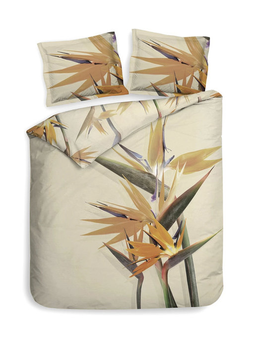 Heckettlane Kayra (Golden Orange)