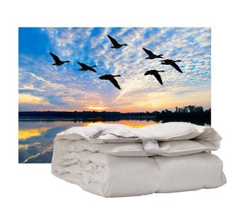 iSleep 100% Eendendons (warmteklasse 2)
