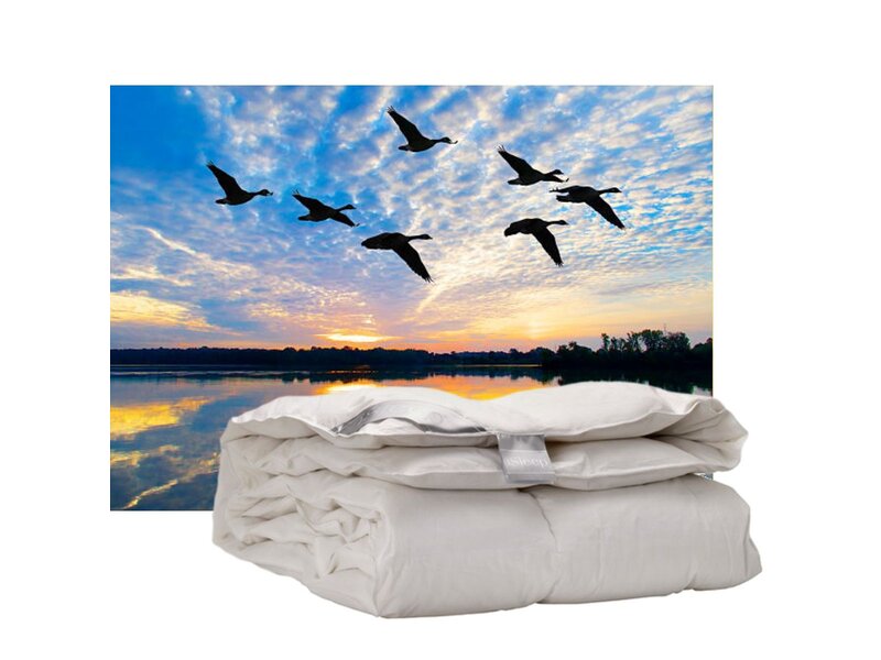 iSleep iSleep enkel dekbed 100% Eendendons (warmteklasse 2)