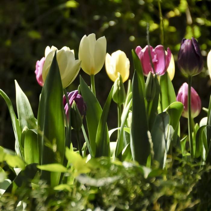 Tulips