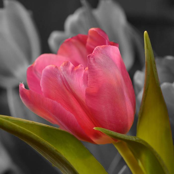 Tulp 0