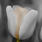 Tulp 1