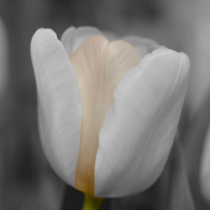 Tulip 1