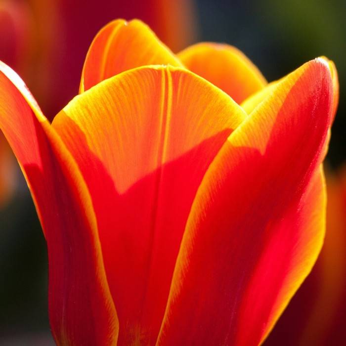 Tulp 2