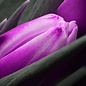 Tulp 8