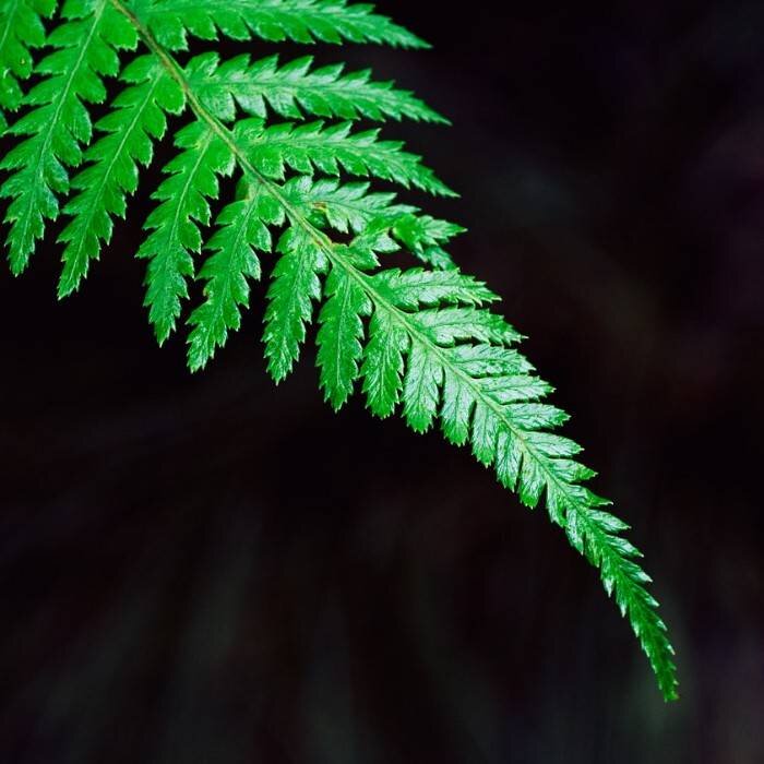 Rainbow Fern 2