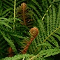 Rainbow Fern 3