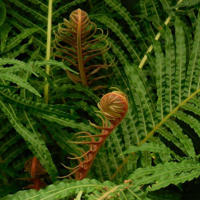 Rainbow Fern 3