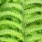 Rainbow Fern 4