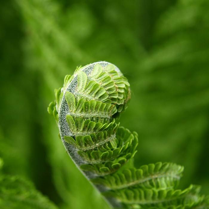 Rainbow Fern 6