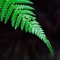 Rainbow Fern 7