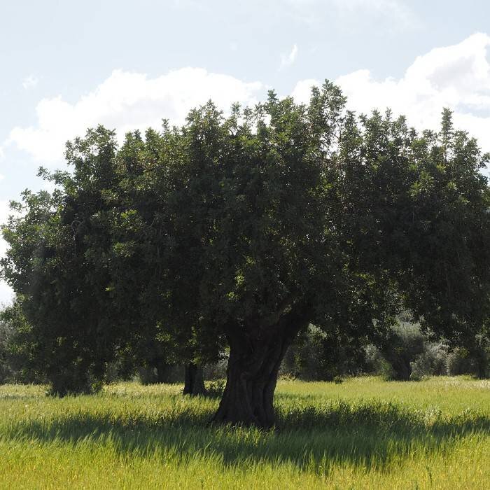 Olive tree 0