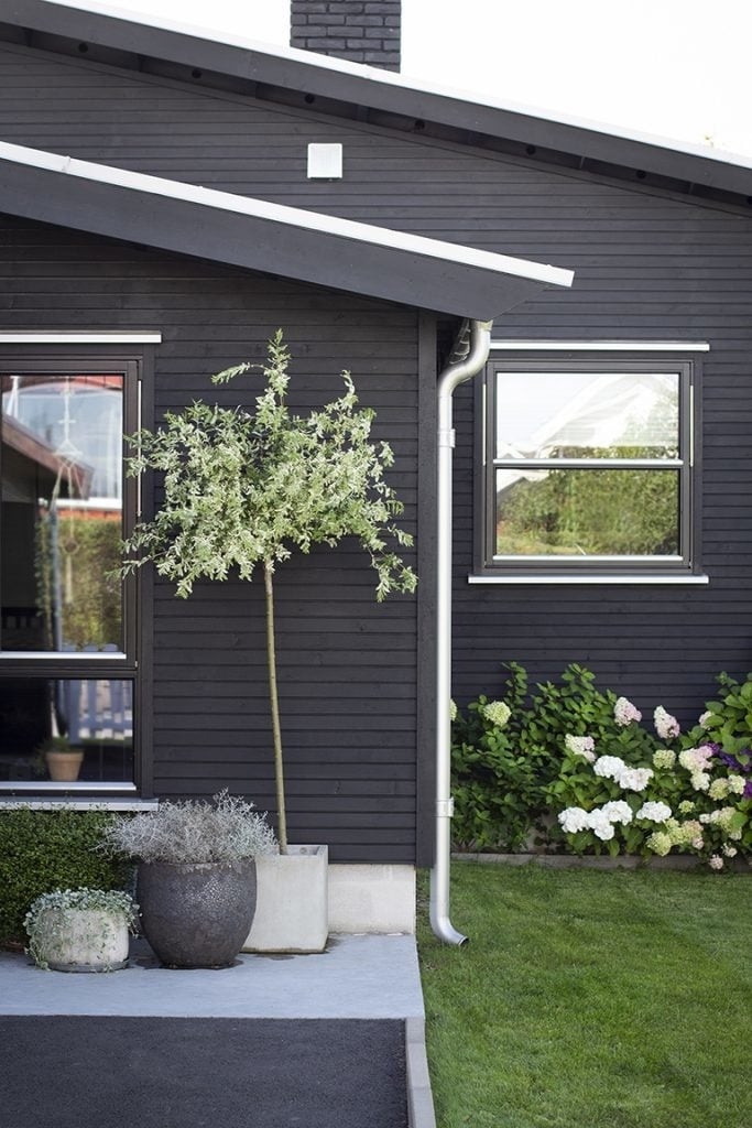 Matt schwarz gestrichene Holzfassade mit weißem Fenster, Zinkfallrohr und Olivenbäumchen im Garten