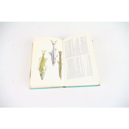 Thieme's hengel boek - D. Vogt | book