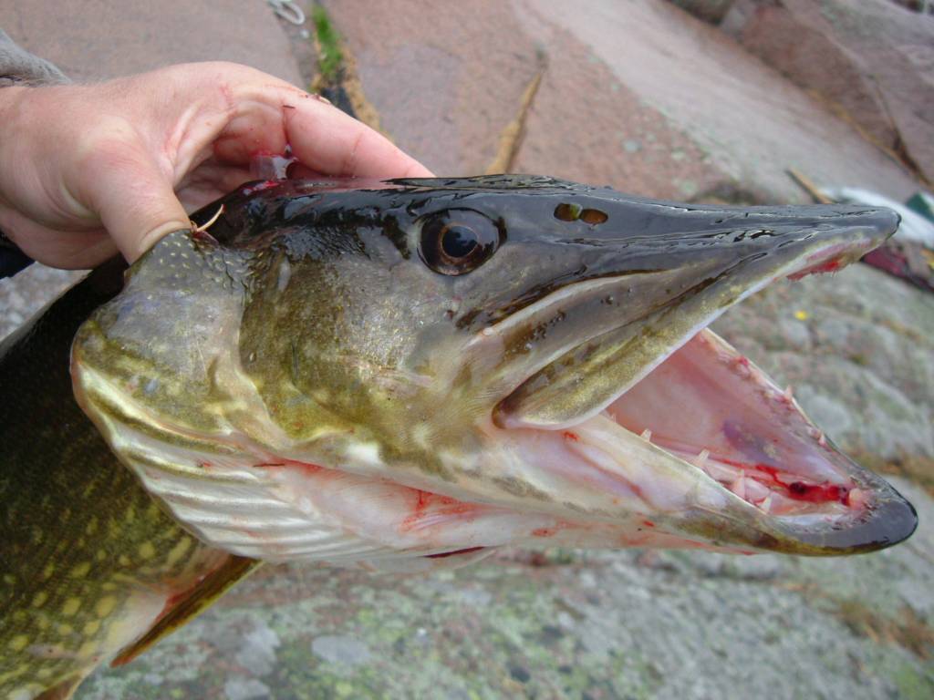 marionet zo Beperkt Goedkope visspullen kopen doe je hier online - CV Fishing