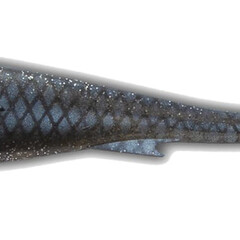 M-War M-War | Monkey Brute | 17 cm | shads | lures
