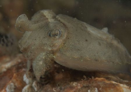 Hoe zie ik het verschil tussen een baby sepia en een sepiola?