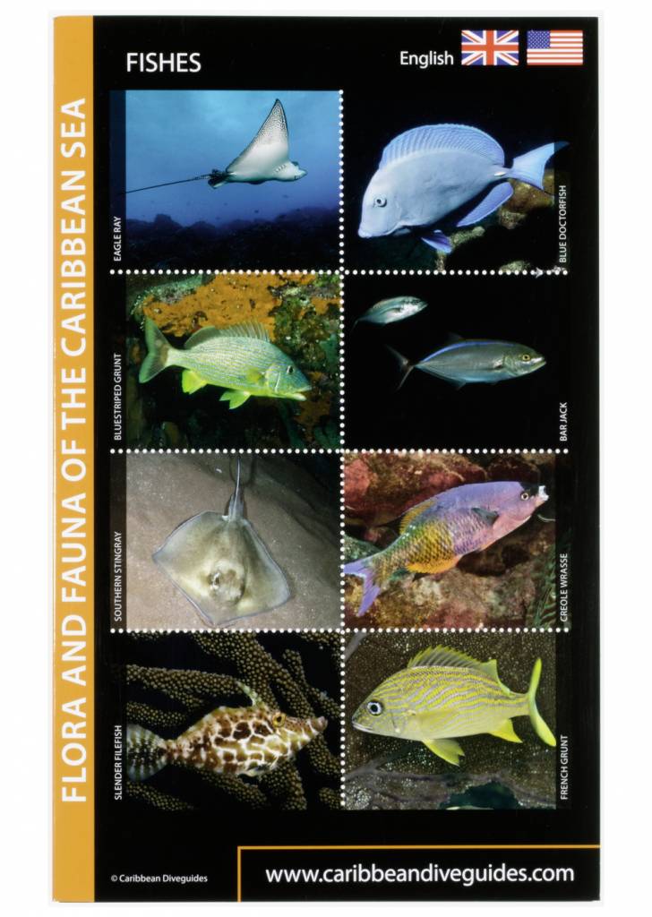 Fish ID card Caribbean