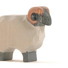 Ostheimer Ostheimer Moorland ram