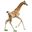 Madd Capp Puzzel I AM Lil' - Giraffe