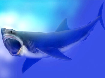 Megalodon impressie