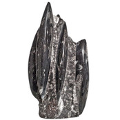 Orthoceras Orthoceras