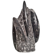 Orthoceras Orthoceras