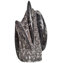 Orthoceras stand 22 cm